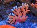 1222サンゴモドキオレンジ01
