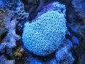 1222クダサンゴ（フィジー）01