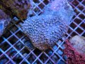 1222ハナガササンゴ（フィジー）パープル03