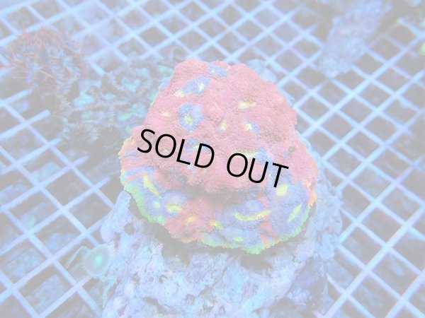 画像1: 0105キッカサンゴレインボー