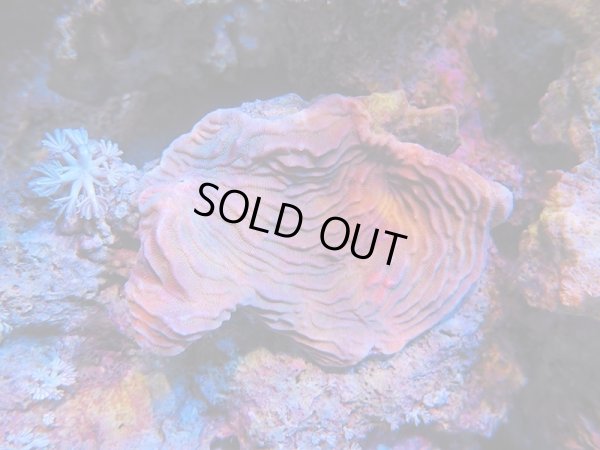 画像1: 0105シワリュウモンサンゴ