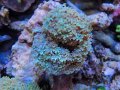 0105クダサンゴ（沖縄）グリーン