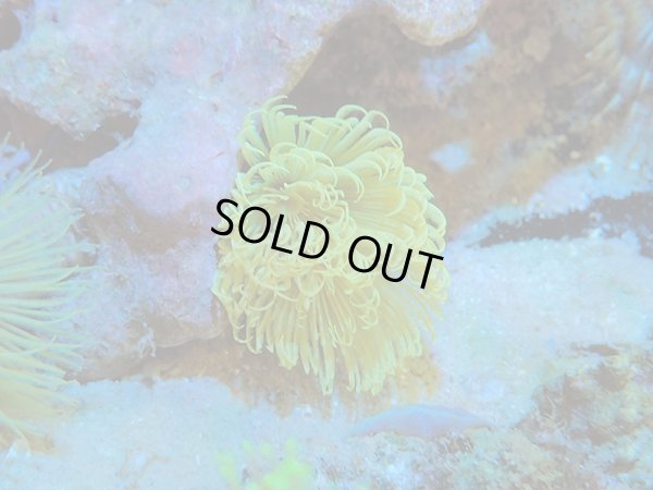 画像1: 0105ケヤリムシの一種イエロー02