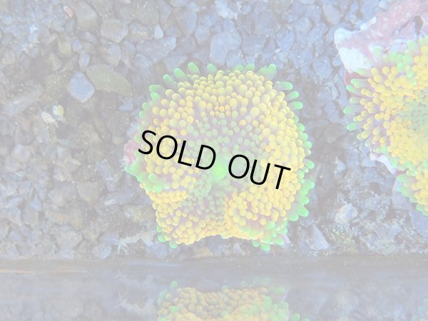 画像1: 0211カリビアンバブルディスクオレンジ01