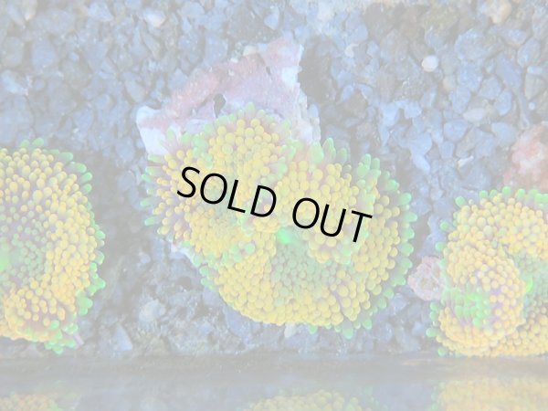 画像1: 0211カリビアンバブルディスクオレンジ02