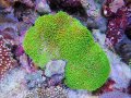 0328ウミキノコ（沖縄）メタリックグリーン02