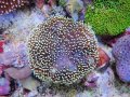 0328ウミキノコ（沖縄）M02