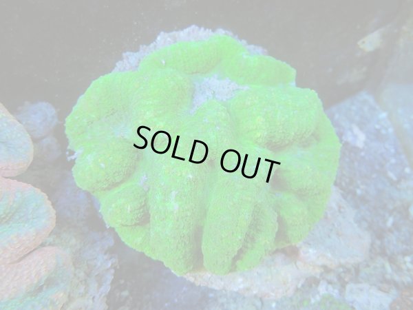 画像1: 0329ハナガタサンゴグリーン02