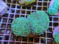 0506ナガレハナサンゴホログラムハンマー01