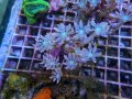 0506ツツウミヅタオレンジライン