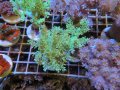 0516カワラフサトサカ（フラグ付き）01