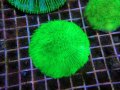 0613クサビライシメタリックグリーン02