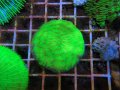 0613クサビライシメタリックグリーン03