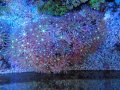 0713ハナヅタセンターグリーン02