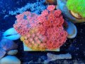 0713ハナガサンゴレッドコロニー