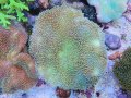 0713ウミキノコ02