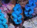 0809ヒメシャコガイメタリックブル－04