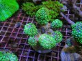 0809エダアワサンゴグリーン01