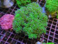 0809タコアシブランチグリーン02