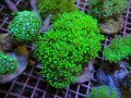 0809タコアシブランチグリーン03