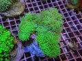 0809タコアシブランチグリーン04