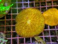 0809クサビライシオレンジ01