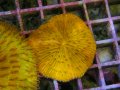0809クサビライシオレンジ02
