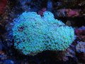 0827クダサンゴグリーン