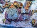0905パクパクウミアザミ02