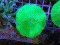 1004クサビライシグリーン01
