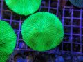 1004クサビライシグリーン02