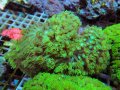 1024ハナガササンゴショートメタリックグリーン02