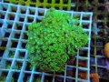 1024ハナガササンゴショートメタリックグリーン05