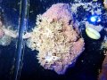1024パクパクウミアザミ（沖縄）01