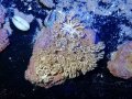 1024パクパクウミアザミ（沖縄）03