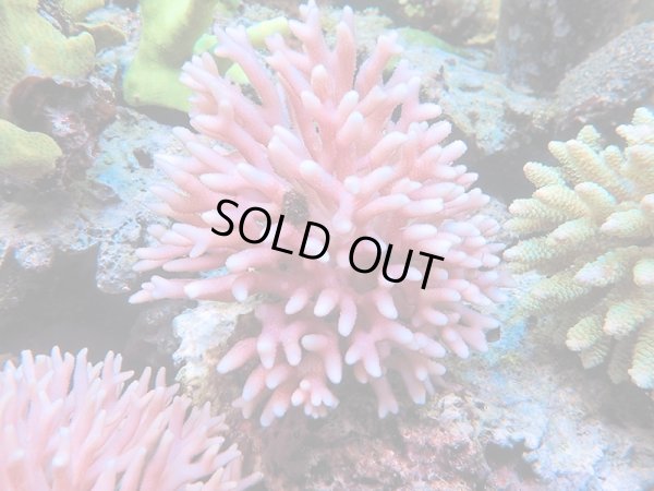 画像1: 0215－03（フィジー）