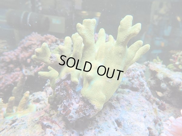 画像1: 0215－06（フィジー）