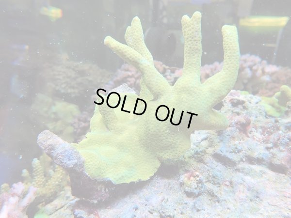 画像1: 0215－07（フィジー）