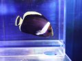 キヘリキンチャクダイ幼魚01