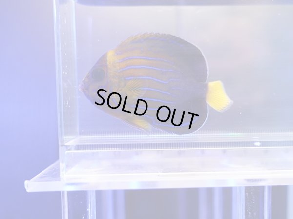 画像1: ベトナムキンチャクダイSM02