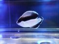 ブラックバンドエンゼル（カミハタブリード）ベビー