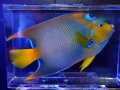 ベリーズクイーンエンゼルXL