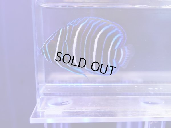 画像1: ブルーフェイスエンゼル幼魚01