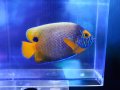 ブルーフェイスエンゼル成魚SＭ01