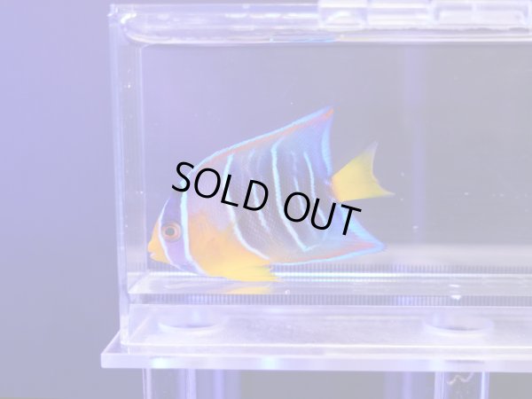 画像1: カリブクイーンエンゼルS