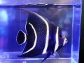 【特価】フレンチエンゼル（ブラジル）M　背びれに一部欠け有