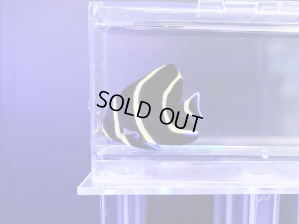 画像1: フレンチエンゼル（ブラジル）S