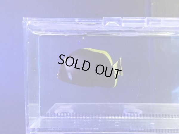 画像1: キヘリキンチャクダイ幼魚01