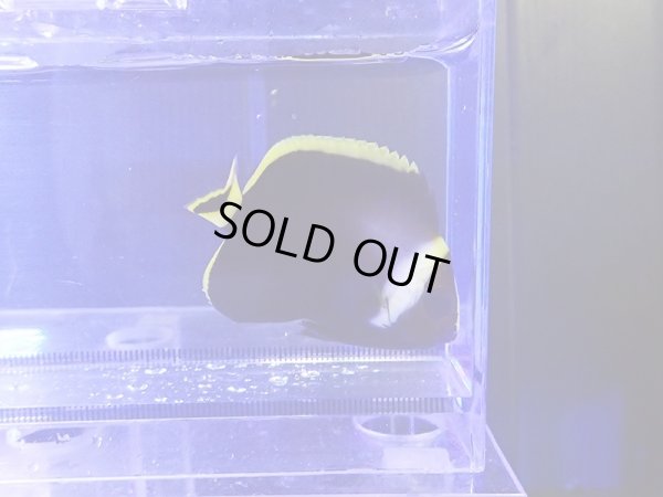 画像1: キヘリキンチャクダイ幼魚02