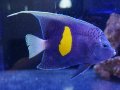 マクロススエンゼル（紅海）M